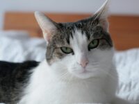 Pheromones for Cats Side Effects