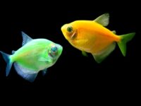 Best Light for Glofish