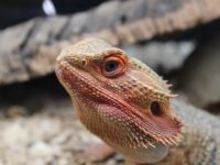 How do Bearded Dragons Drink