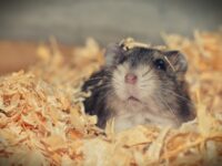 How Much Bedding Does a Hamster Need