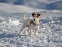 Do Jack Russells Need A Coat In Winter? - Best Winter Coats for Jack Russell Terriers