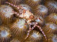 Reef Safe Crabs
