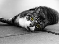 Best Cat Toys for Lazy Cats