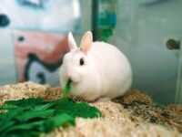 Low Calcium Vegetables for Rabbits