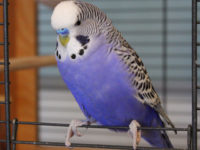 budgie cage size calculator